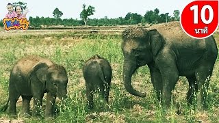 เพลงช้าง ช้าง ช้าง เพลงเป็ด ลิง เต่า ตัวเป็นๆ รวมเพลงเด็๋กอนุบาล By KidsMeSong