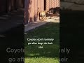 Rabid or Just  Scared? Video by @pnich1954 #pets #animals #fyp #shorts