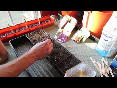 Great Herbs! How to Seed Start Rosemary Indoors: Start Early! - MFG 2014