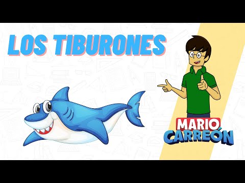 Los Tiburones 🦈