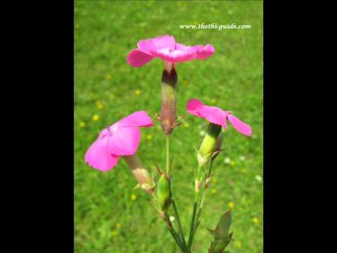 GJERGJ HILA "O ZOTI IM"