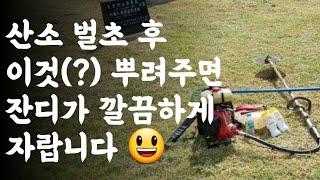 산소벌초 후 이것(?) 뿌려주면 잔디가 깔끔하게 자랍니다