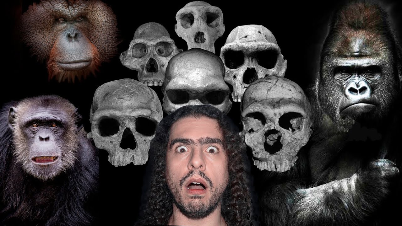 Evolução e dispersão dos HOMINÍDEOS (Parte 1: origem das espécies) (#Pirula 338.1)