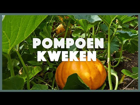 , title : 'Pompoen kweken'