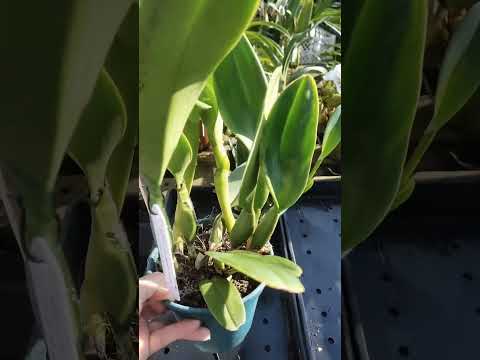 ZAP 11940050033 pedido de Judith de Goiás @Mais Orquídeas #flores #plantas #orquideas #jardim