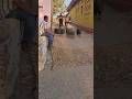 Jungali Suar Pakad Ne Ka Tarika Real Jungli Suar Pakad Shorts Virel Trending Short Shikari