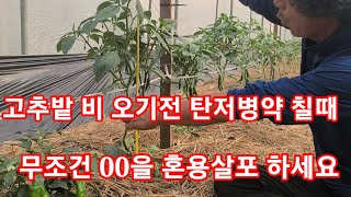 고추밭 비오기전  00약 칠때 둘중 하나는 꼭 혼용살포 하세요~