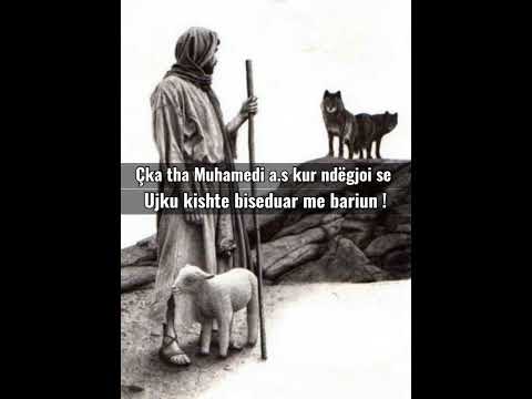 Çka tha Muhamedi a.s kur ndëgjoi se Ujku kishte biseduar me bariun ! - Hoxhë Besir Ferati