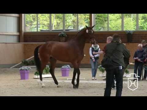 03 Holsteiner Stute Enjoy PKZ von Casall   Contender   Lasino   Coriolan