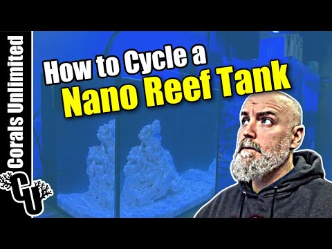 How to Cycle a Nano Reef Tank