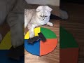 Cat Sonya And Vegetables