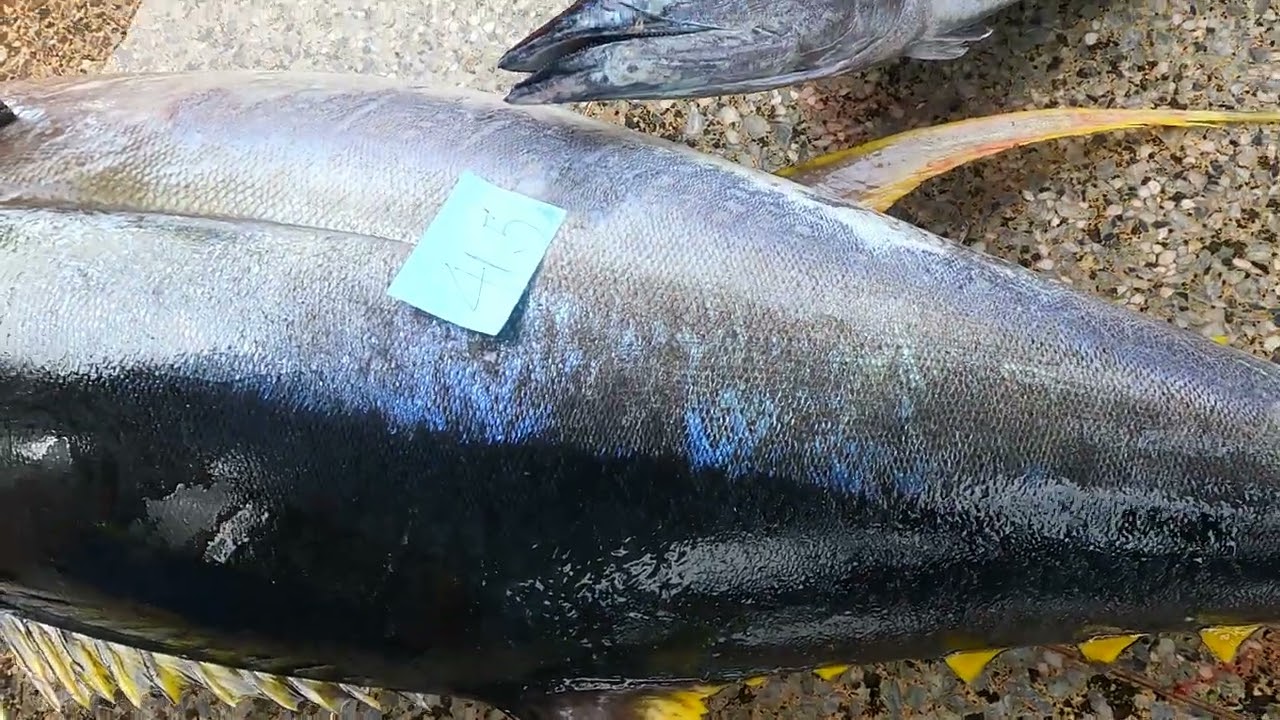 Netting so many Giant fishes, Yellowfin Tuna and Mahi Mahi, #freshseafood