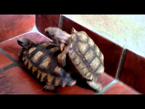 Anteprima Video Come si accoppiano le tartarughe