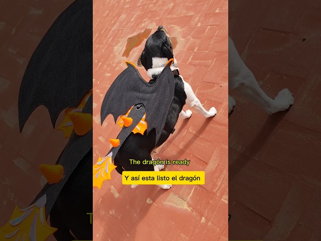 Vídeo relacionado con Capa de Disfraz de Halloween para Perro Gato, Disfraces de Halloween, Capa de Vampiro para Mascotas, Capa de Vampiro con alas de murciélago de melón, Disfraces de Cosplay para Mascotas (M)