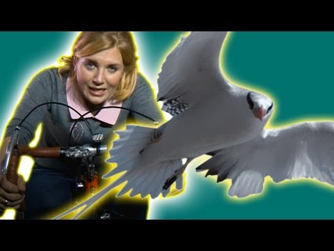 download lagu mp3 mp4 Tired Of Flying, download lagu Tired Of Flying gratis, unduh video klip Tired Of Flying