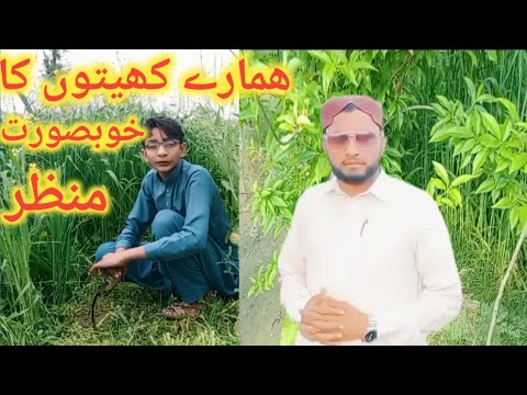 The charming scene Of our fields || Hamaray khaton ka khoobsorat manzar ||Talha Chand||#talhachand