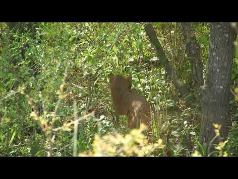 Yaguarundí (Herpailurus yagouaroundi) - Tostado - Santa Fe 14/9/2025