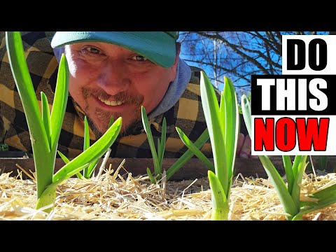 Harvesting Your Garlic The Definitive Guide For Beginners