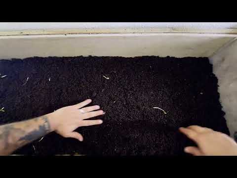 CFT Micro Green Experiment - Part 1