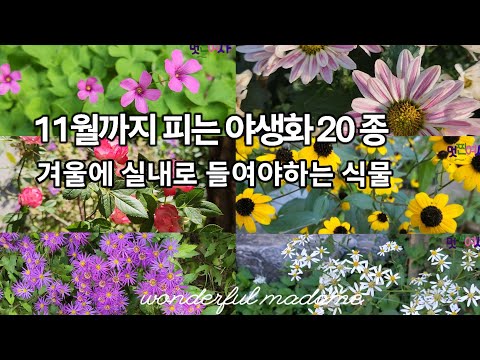 , title : '11월까지피는야생화20가지/겨울철 실내로들여야하는식물들'