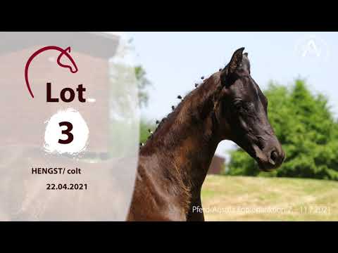 Catalogue #3 - My Darling - 1st AUSTRIAN ONLINE FOAL AUCTION