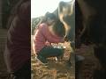 Desi Chhora Buffalo Milking By Two Hand Indian Village Girl Cow Trending Milk Animals Milkday