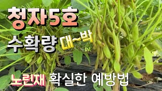 청자5호 수확량 대~박 노린재 확실한 퇴치법