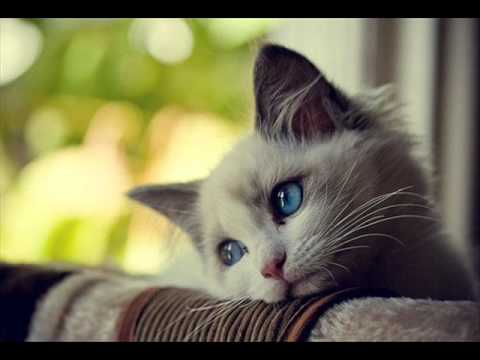 Alex Bartlett Vs. The Blizzard  - Touch The Kalopsia (Paul Miller mashup)