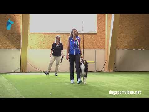 Qualification - Raissa Lora + Border Village Intimate Strangers/Border Collie - Italy