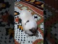 Flexi And Cozhi