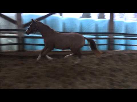 3j Stute v. The Breas my Mobility