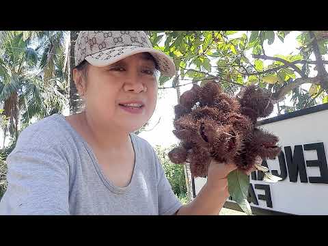 YouTube video about: How to grow achiote plant?