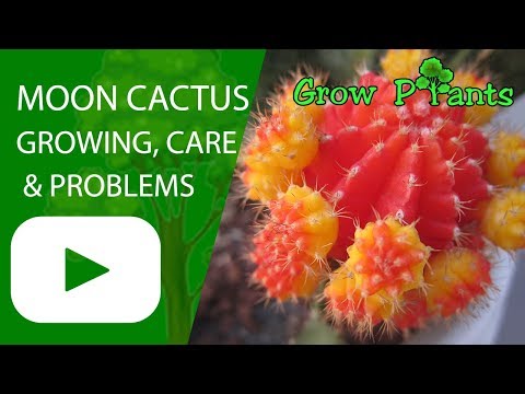 image-How big will a moon cactus get?