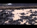Galapagos Creature