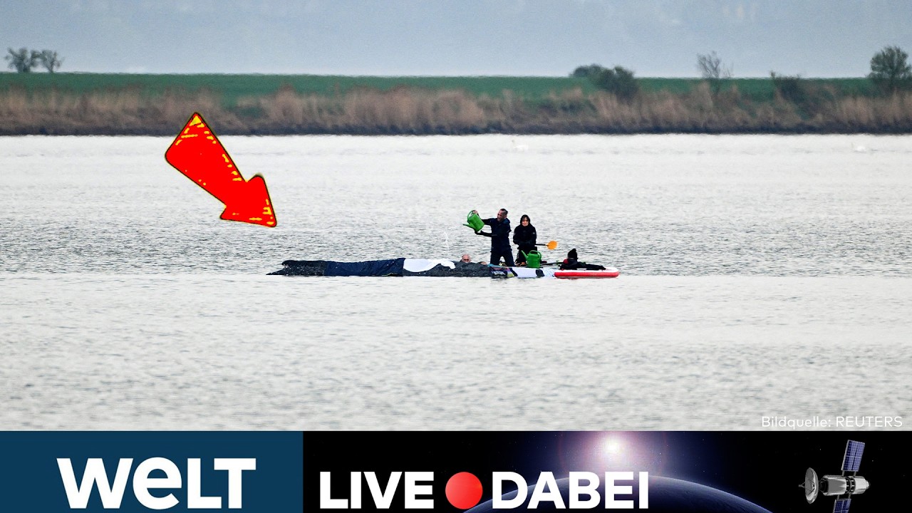 INSEL POEL LIVE 🔴 Rettungsaktion für Wal Timmy – Entscheidende Stunden laufen! | WELT LIVESTREAM