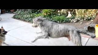 Finn the Irish Wolfhound in slow motion