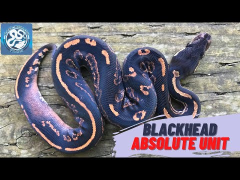 2022 Ball Python Clutch 1 Reveal - Blackhead YB 50% Het Clown x Black Pastel Enchi