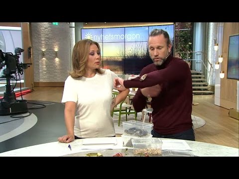 "Men hummer gillar du..?" - här kryper kackerlackan på Peter Jihde - Nyhetsmorgon (TV4)
