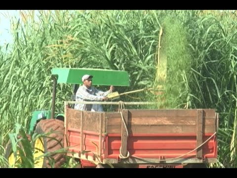 Capim elefante: Uma nova alternativa de nutrição para o gado leiteiro