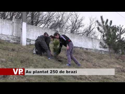 Au plantat 250 de brazi