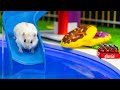 🐹AQUAPARK MAZE FOR HAMSTER!🐹 Hamster Escapes the Pool Maze for Pets