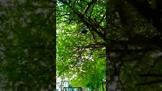 Download lagu story wa,. pikat burung maafkanlah sayang #shorts #story #viral mp3 Download lagu story wa,. pikat burung maafkanlah sayang #shorts #story #viral mp3