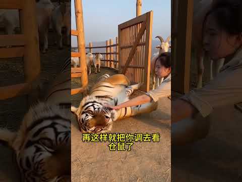 The tiger was slacking off again at the sheep farm where he worked.