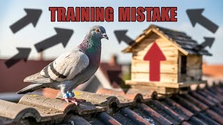 How Do Racing Pigeons Find Their Way Home?