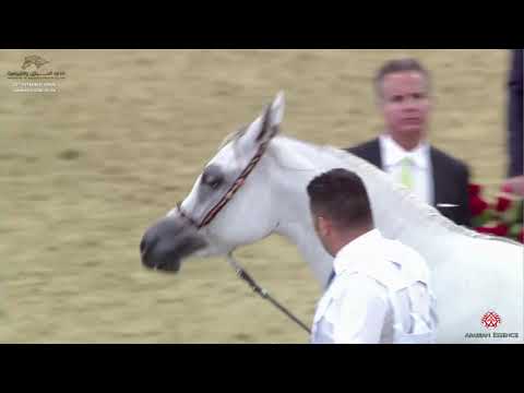 N 169 FAJR AL ADEED   29th Qatar Intl A H  Show 2020   3 Years Old Fillies Class 9