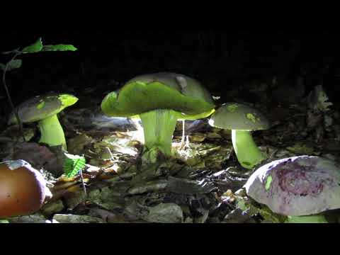 Butyriboletus regius, king boletus, kraljevka, kraljevski vrganj