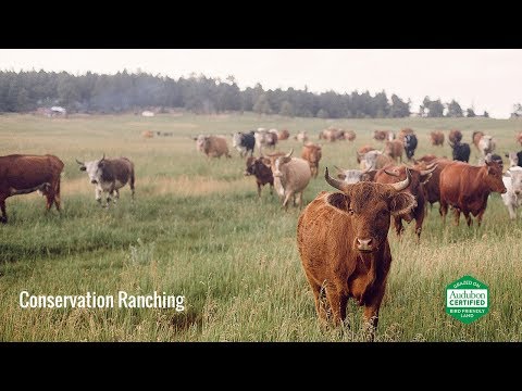 Conservation Ranching