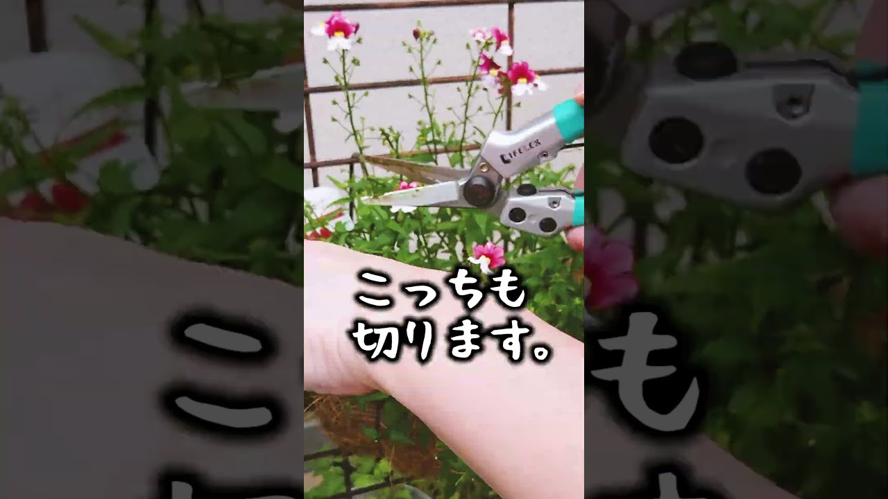 すみません、もう限界です… #shorts