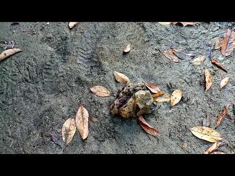 La Piedra de los indios