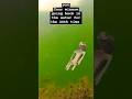 Video Thumbnail for POV of your minnow  going  back in the water for the 20th time #shorts #fishing #short #fypシ